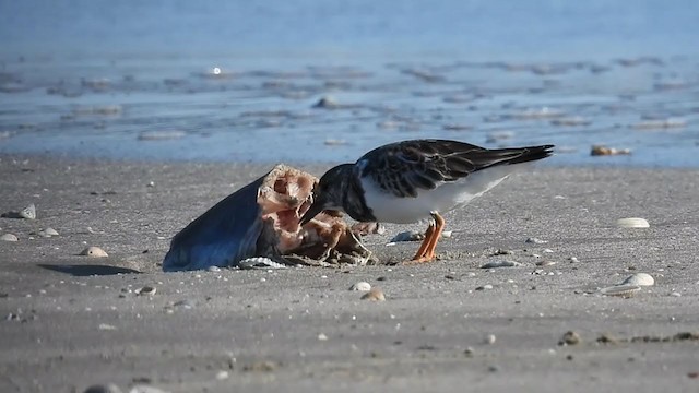 Ruddy Turnstone - ML381169431