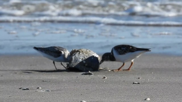 Sanderling - ML381169541