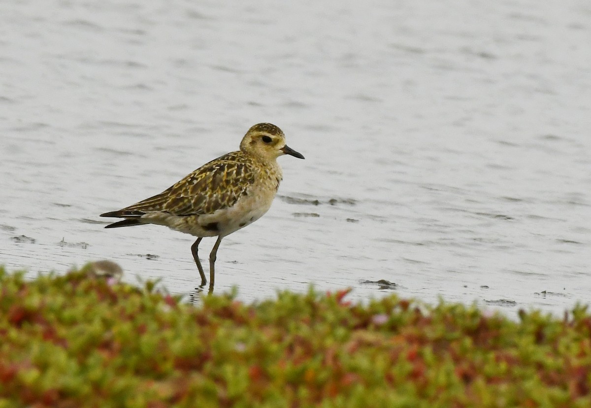 Pacific Golden-Plover - Savithri Singh