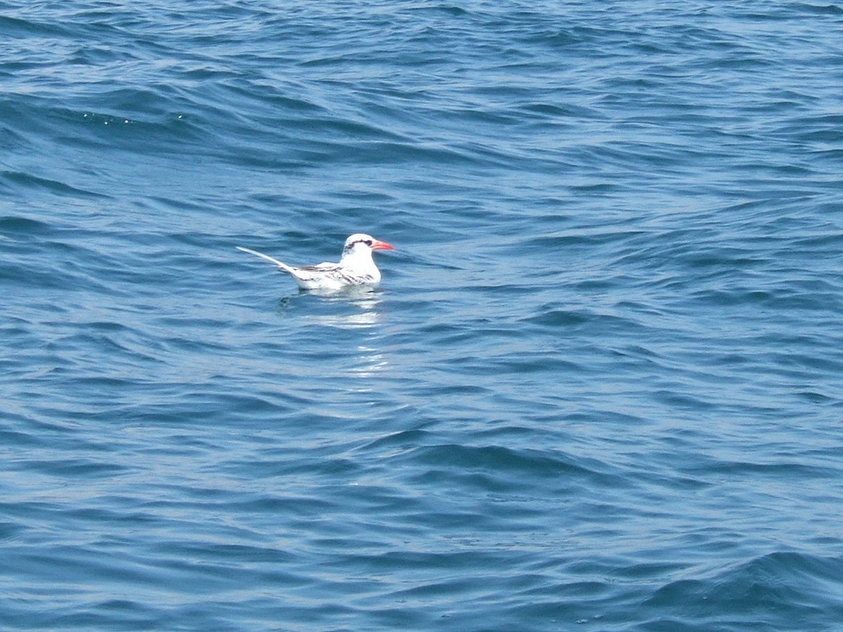 Red-billed Tropicbird - ML381172141