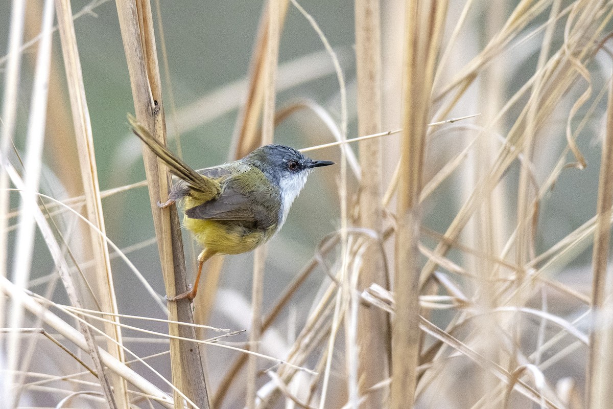 Yellow-bellied Prinia - ML381173811