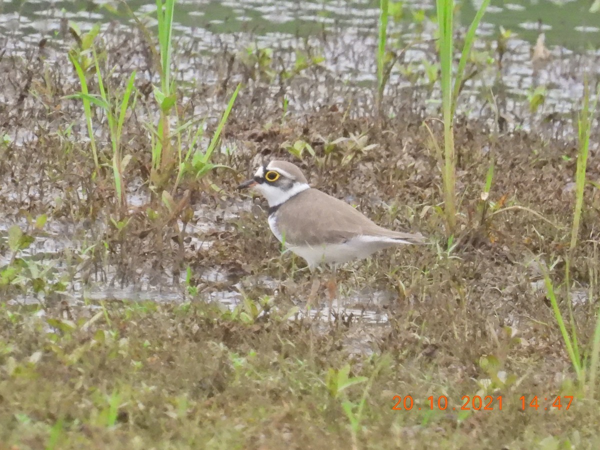 Little Ringed Plover - ML381174731