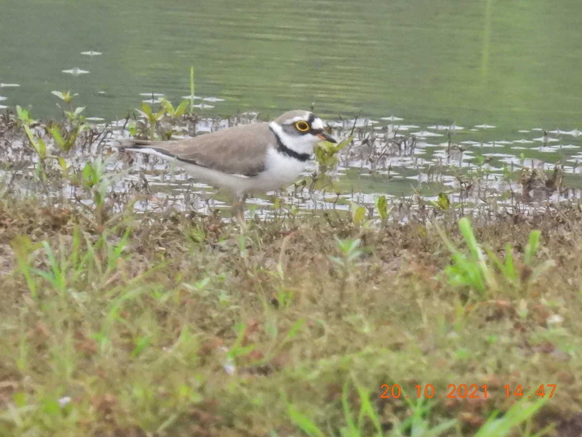 Little Ringed Plover - ML381174841