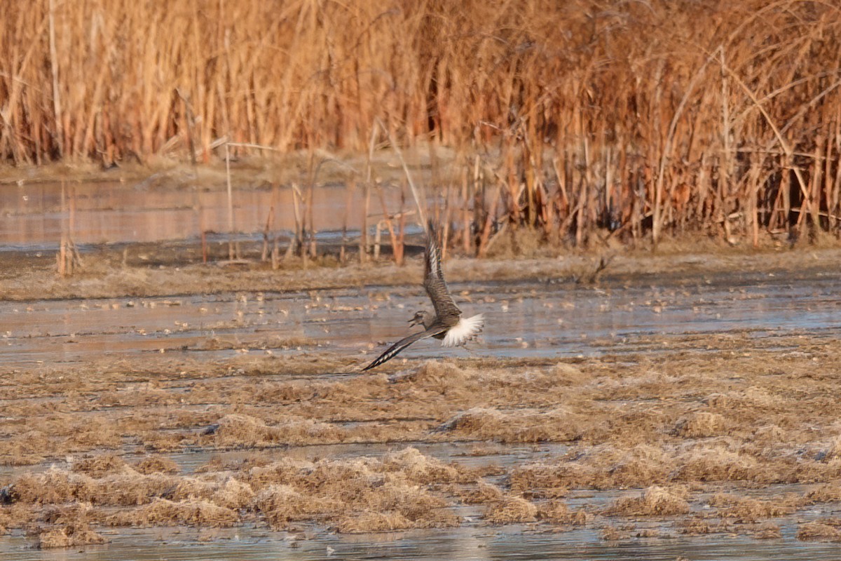 Black-bellied Plover - ML381174871