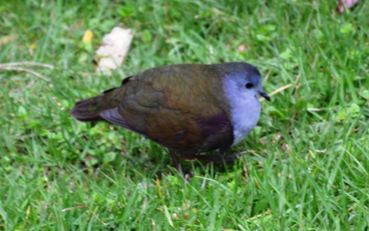 Bronze Ground Dove - Robert Vaughan