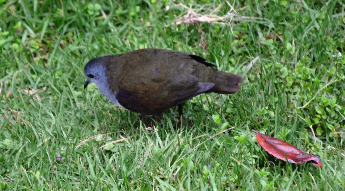 Bronze Ground Dove - ML381175181