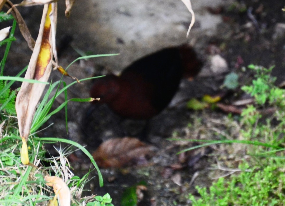 Forbes's Forest Rail - ML381175251