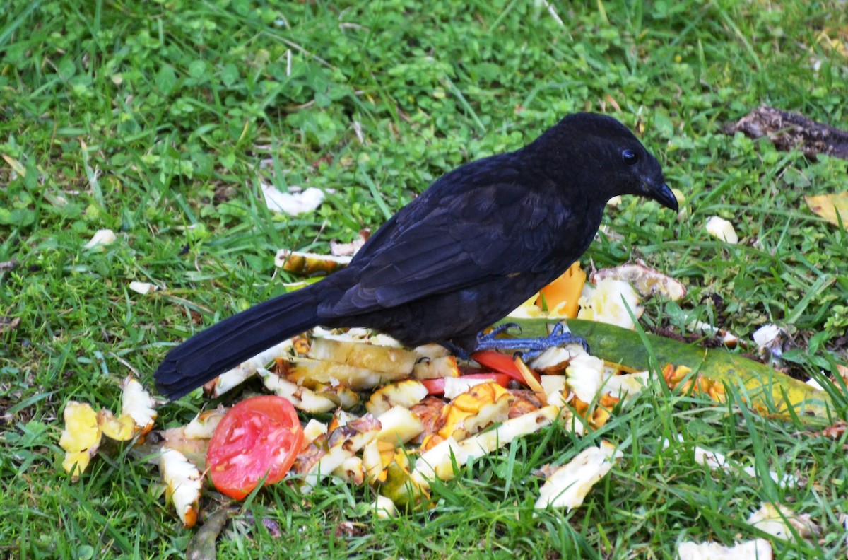 Archbold's Bowerbird - Robert Vaughan