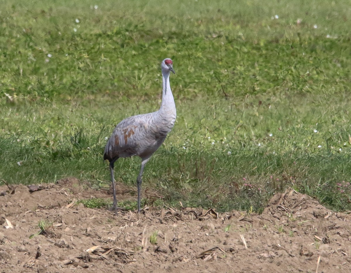 Sandhill Crane - ML381176971