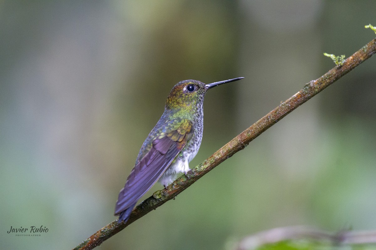 Greenish Puffleg - JAVIER  Rubio