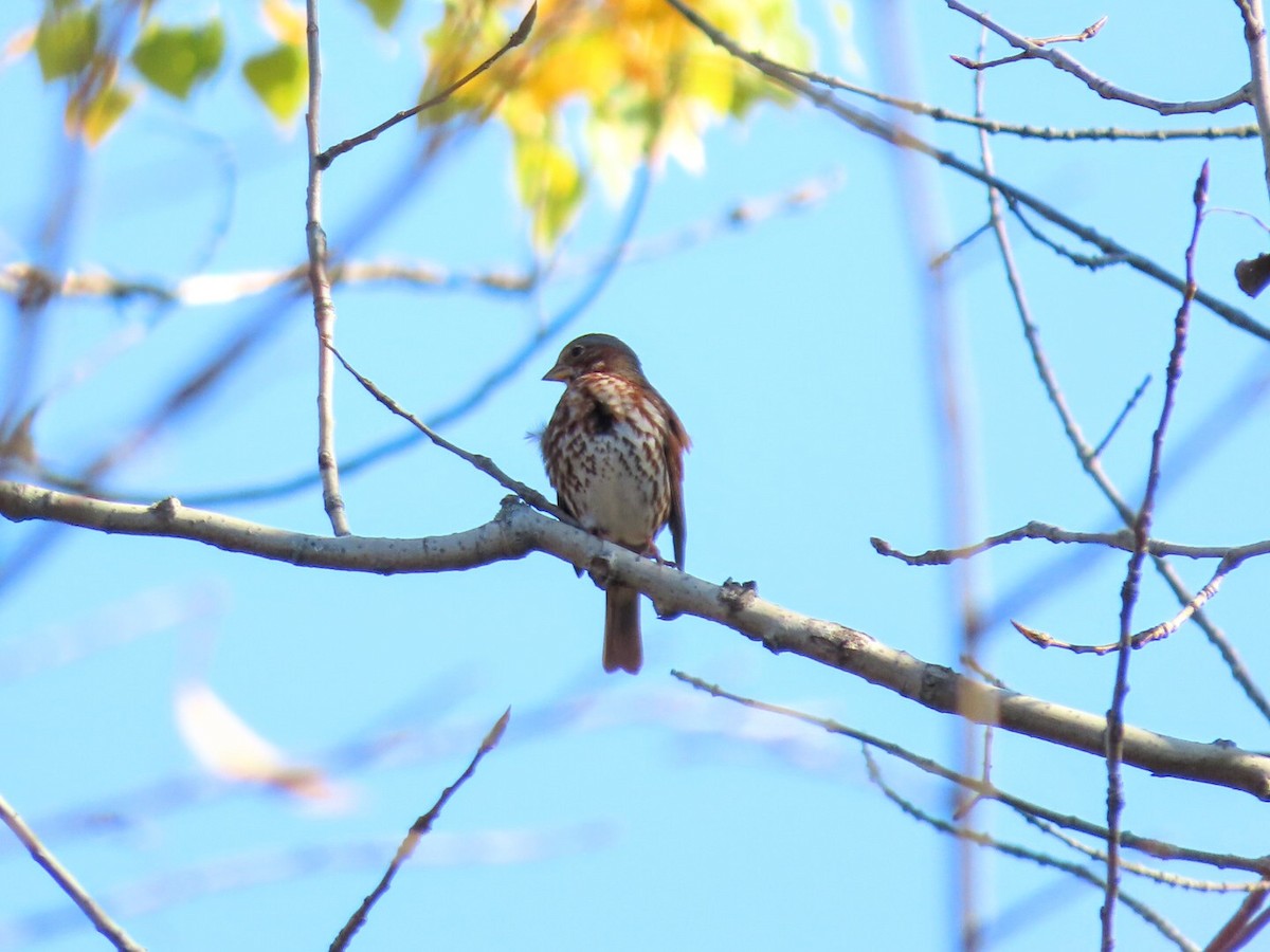 Fox Sparrow - ML381177661