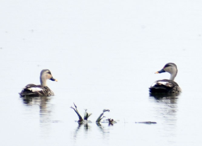 Indian Spot-billed Duck - ML381179061