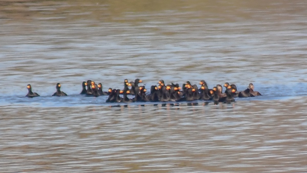 Black Scoter - ML381180981