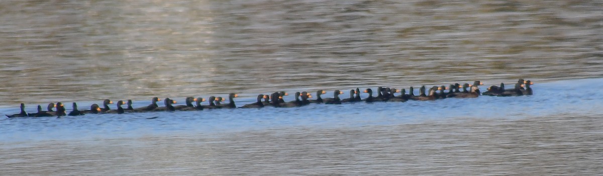 Black Scoter - thomas berriman