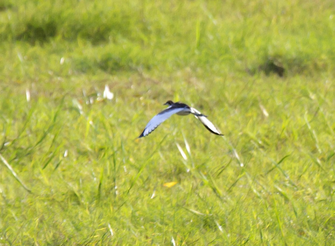 Pheasant-tailed Jacana - ML381181371