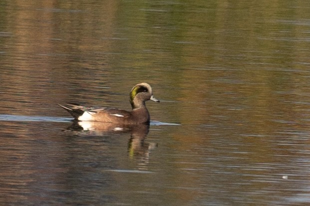 American Wigeon - ML381182091