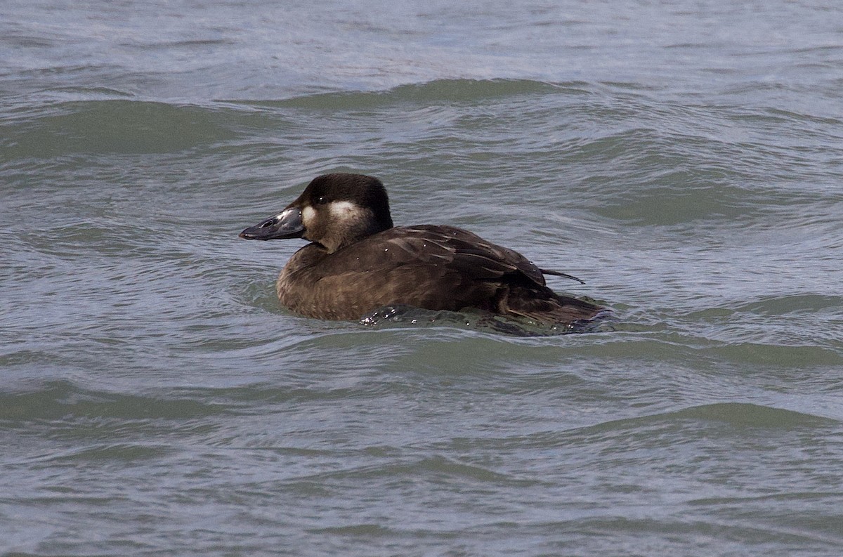 Surf Scoter - James Sawusch