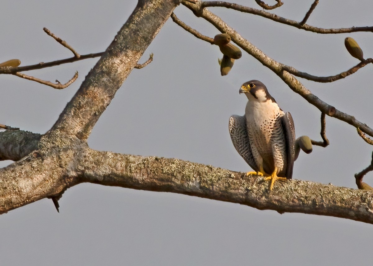Peregrine Falcon - ML381183301