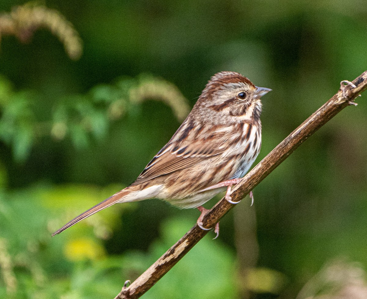 Song Sparrow - ML381183711