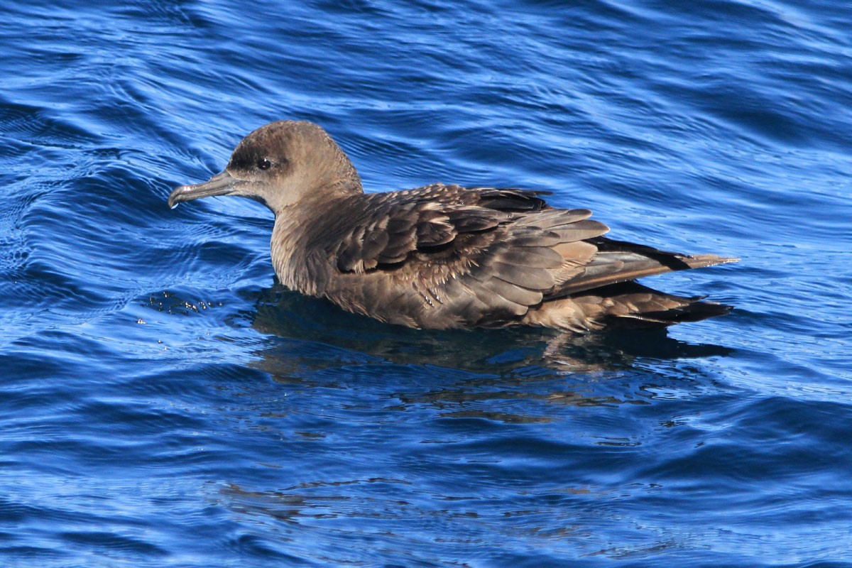 Sooty Shearwater - ML38118391