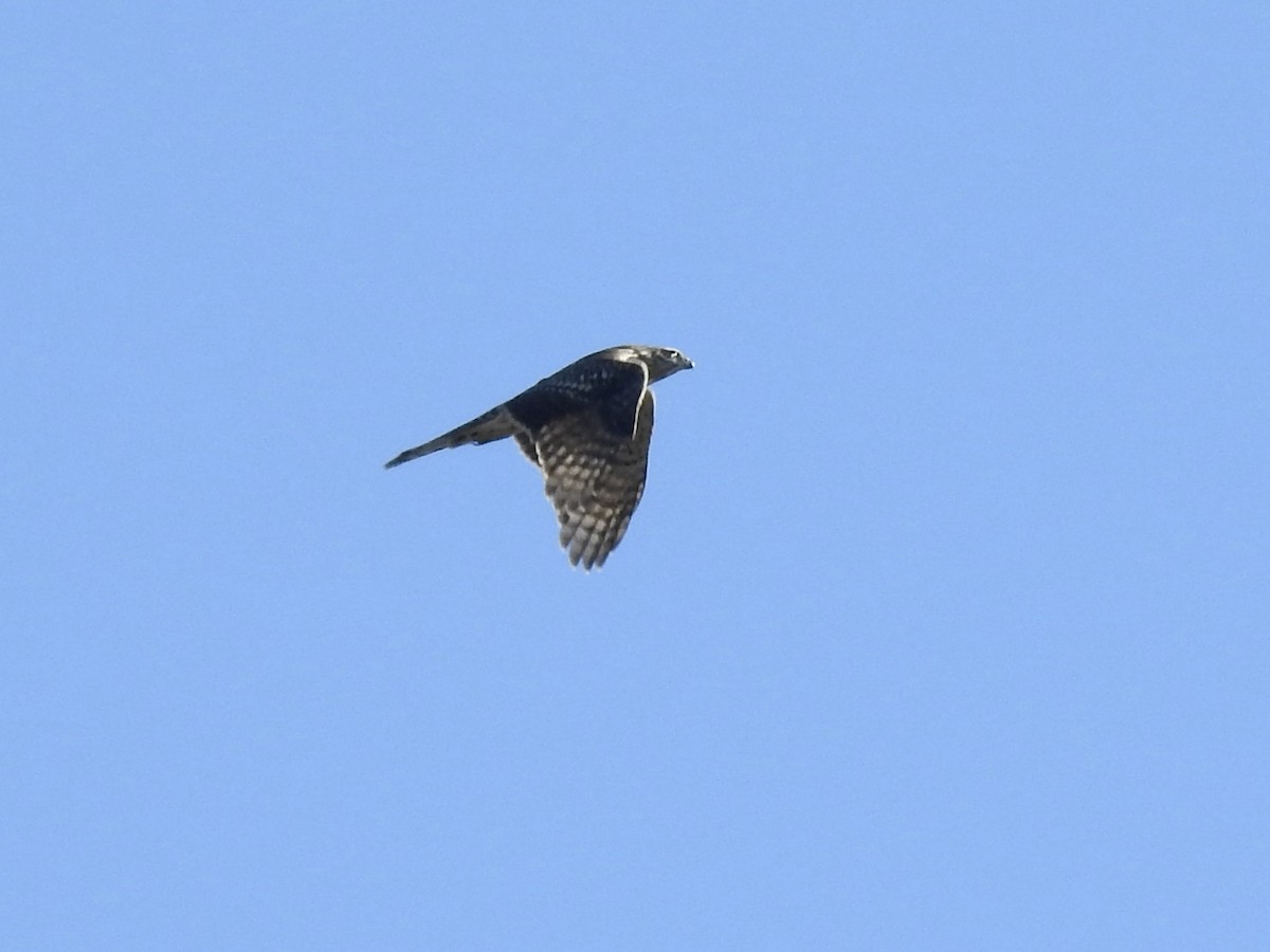 American Goshawk - ML381184561