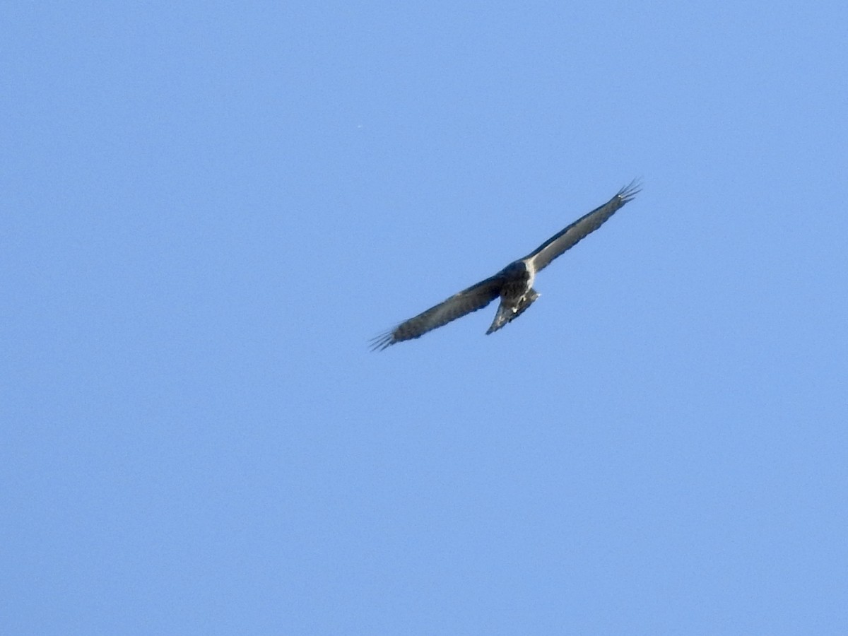 American Goshawk - ML381184571