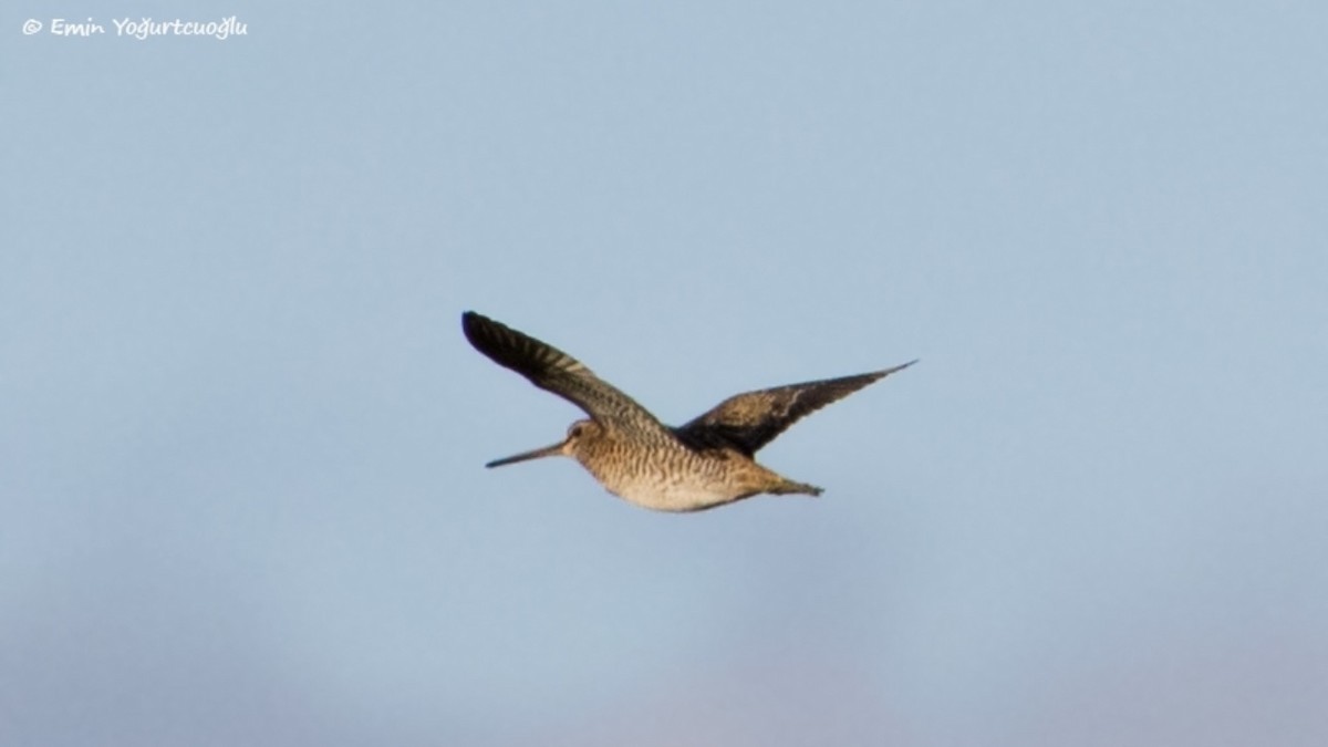 Pin-tailed Snipe - ML381184671