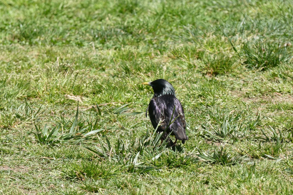 European Starling - ML381186131