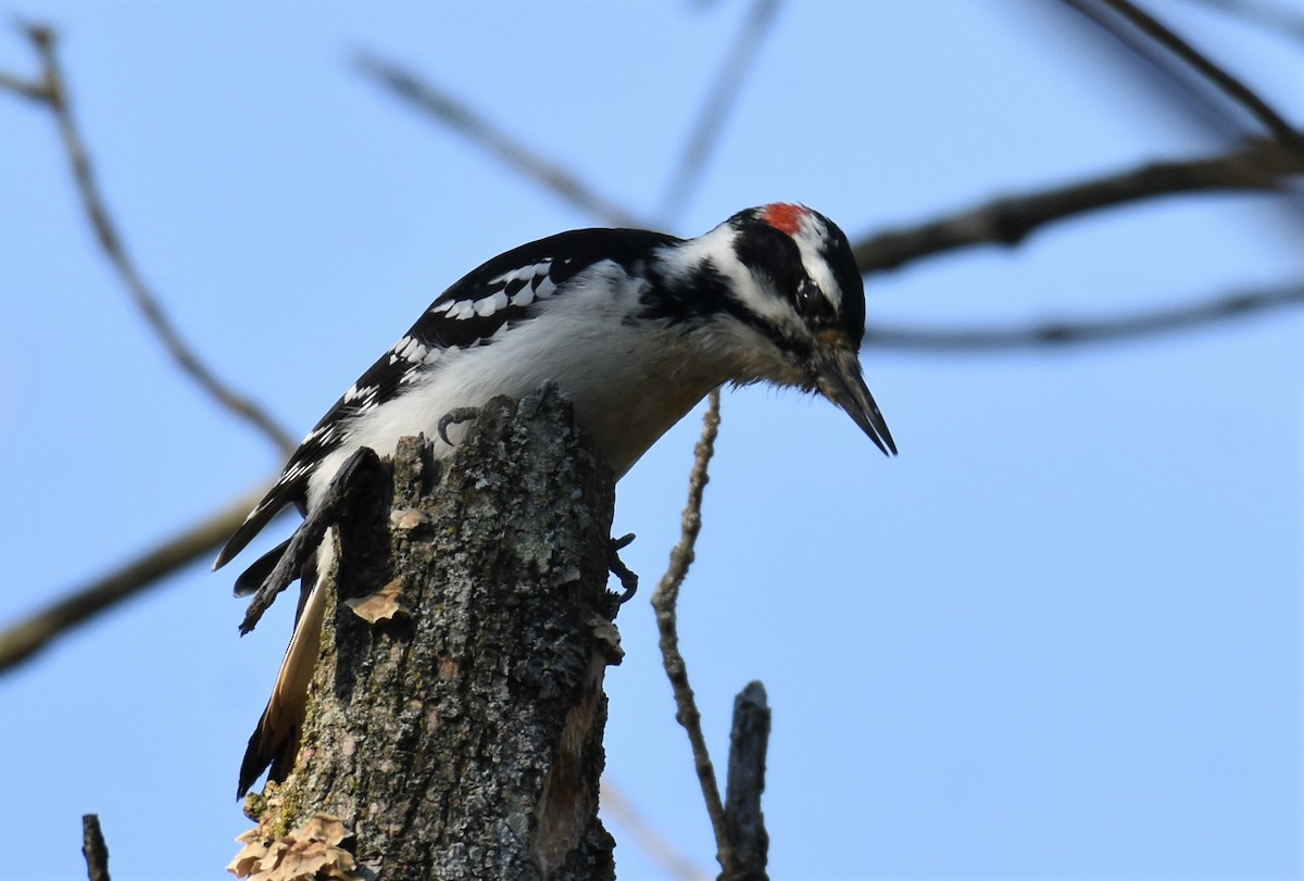 Hairy Woodpecker - ML381186191