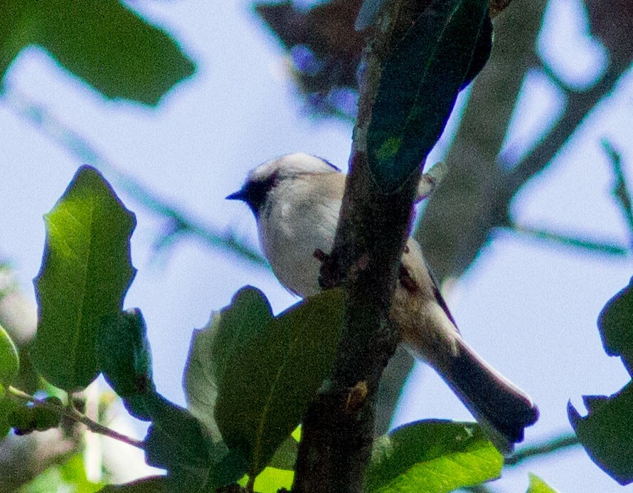 Carolina Chickadee - ML381187491