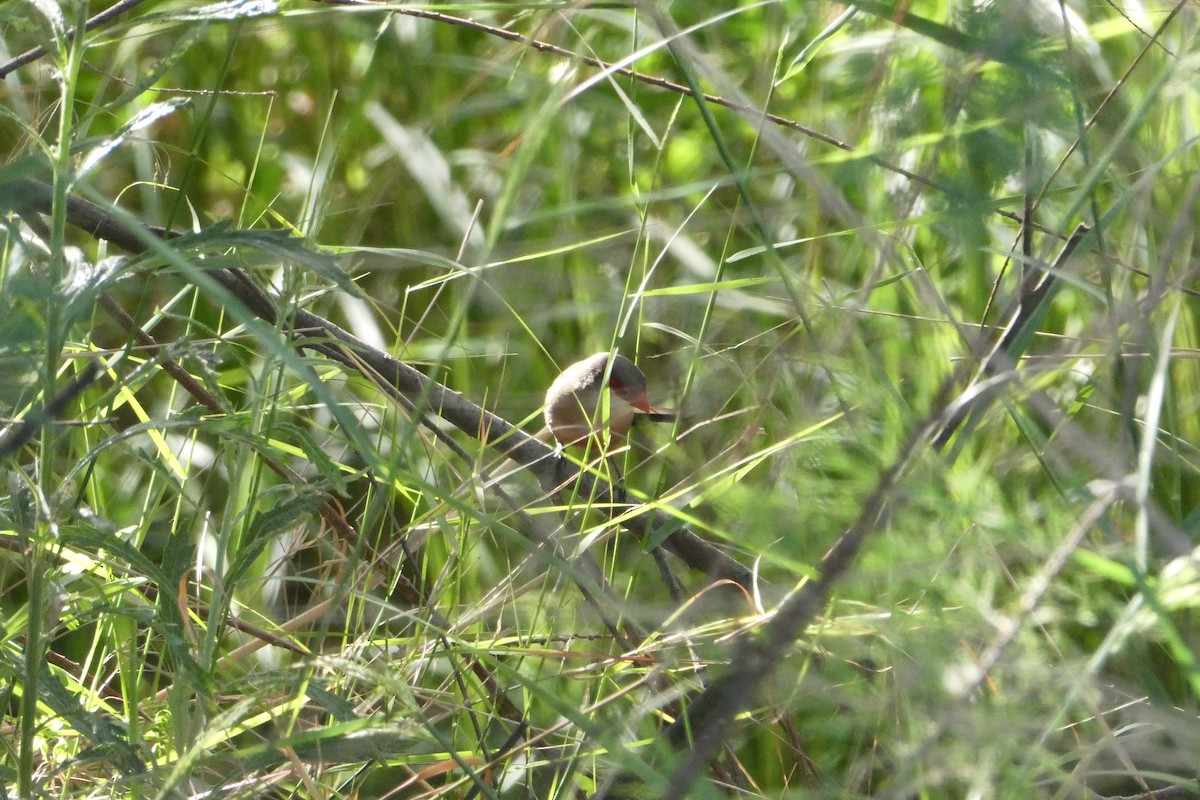 Common Waxbill - Biel Bernat Bosch