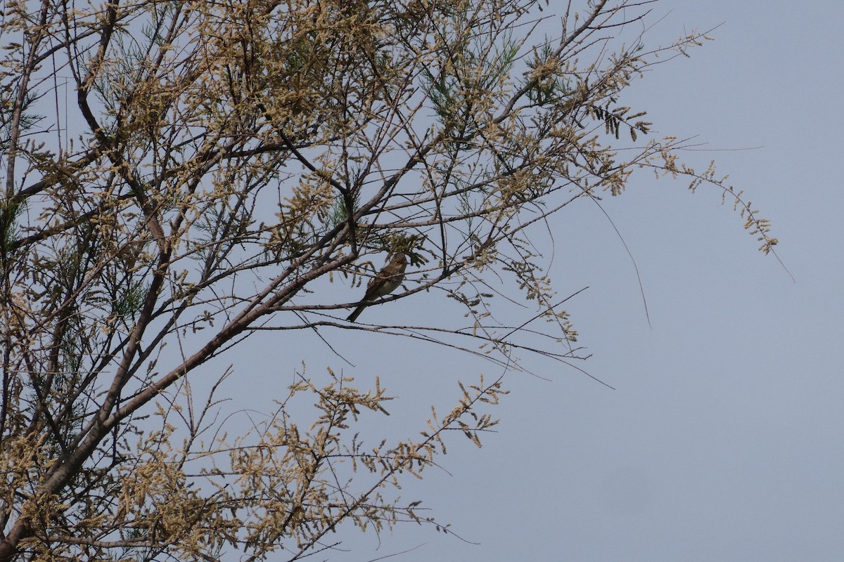 Spotted Flycatcher - ML381187661