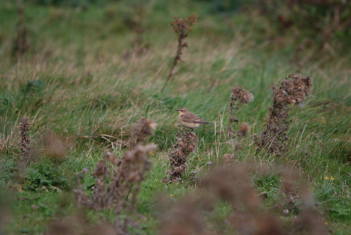 Northern Wheatear - ML381187731