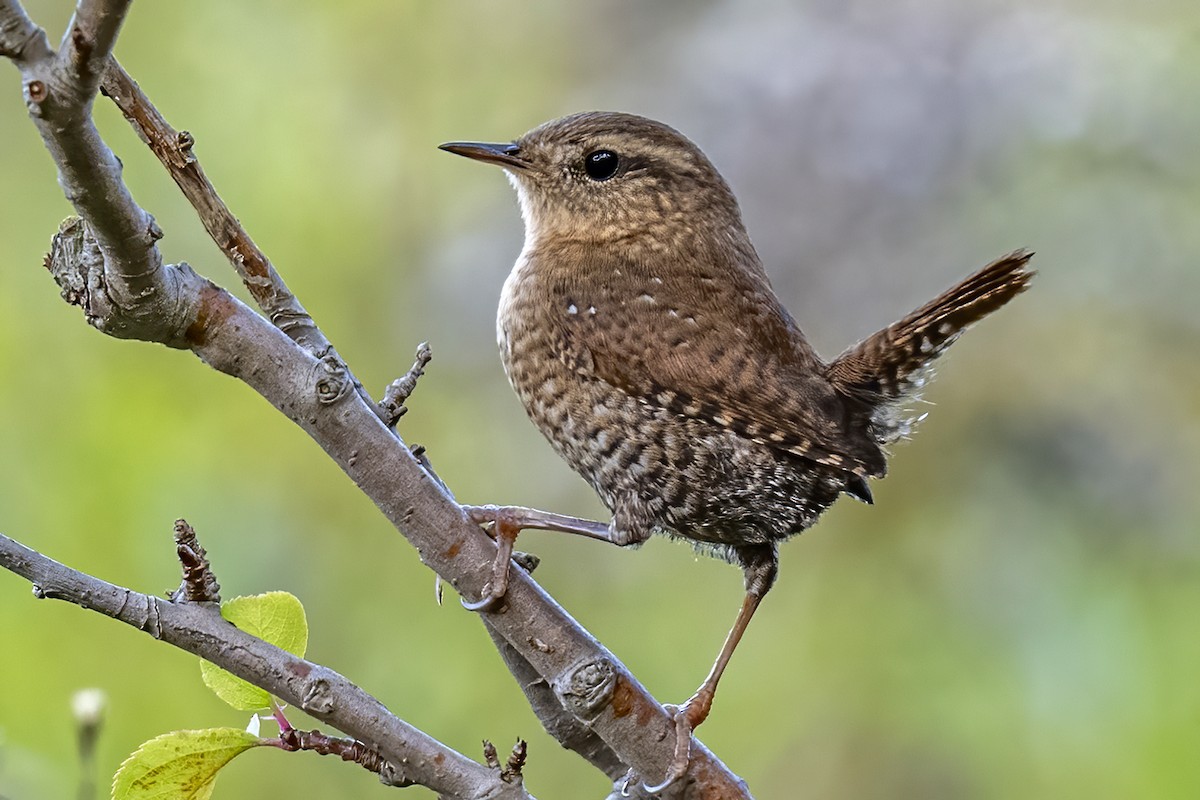 Winter Wren - ML381187851