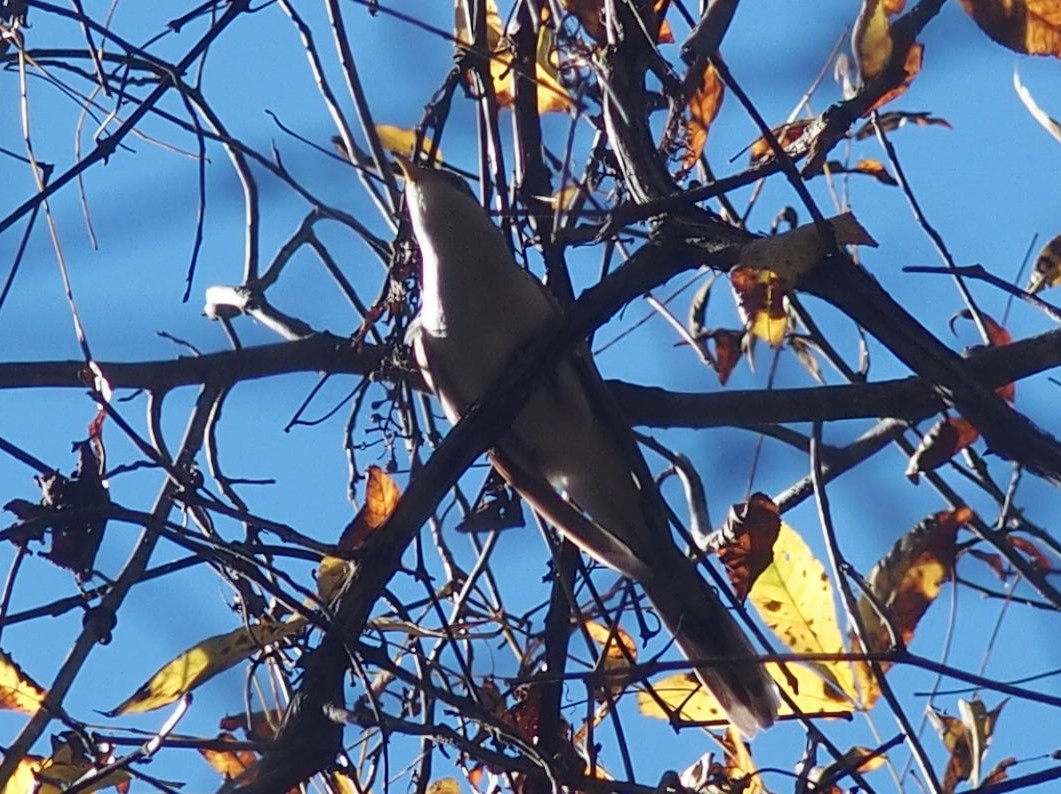 Yellow-billed Cuckoo - ML38118821