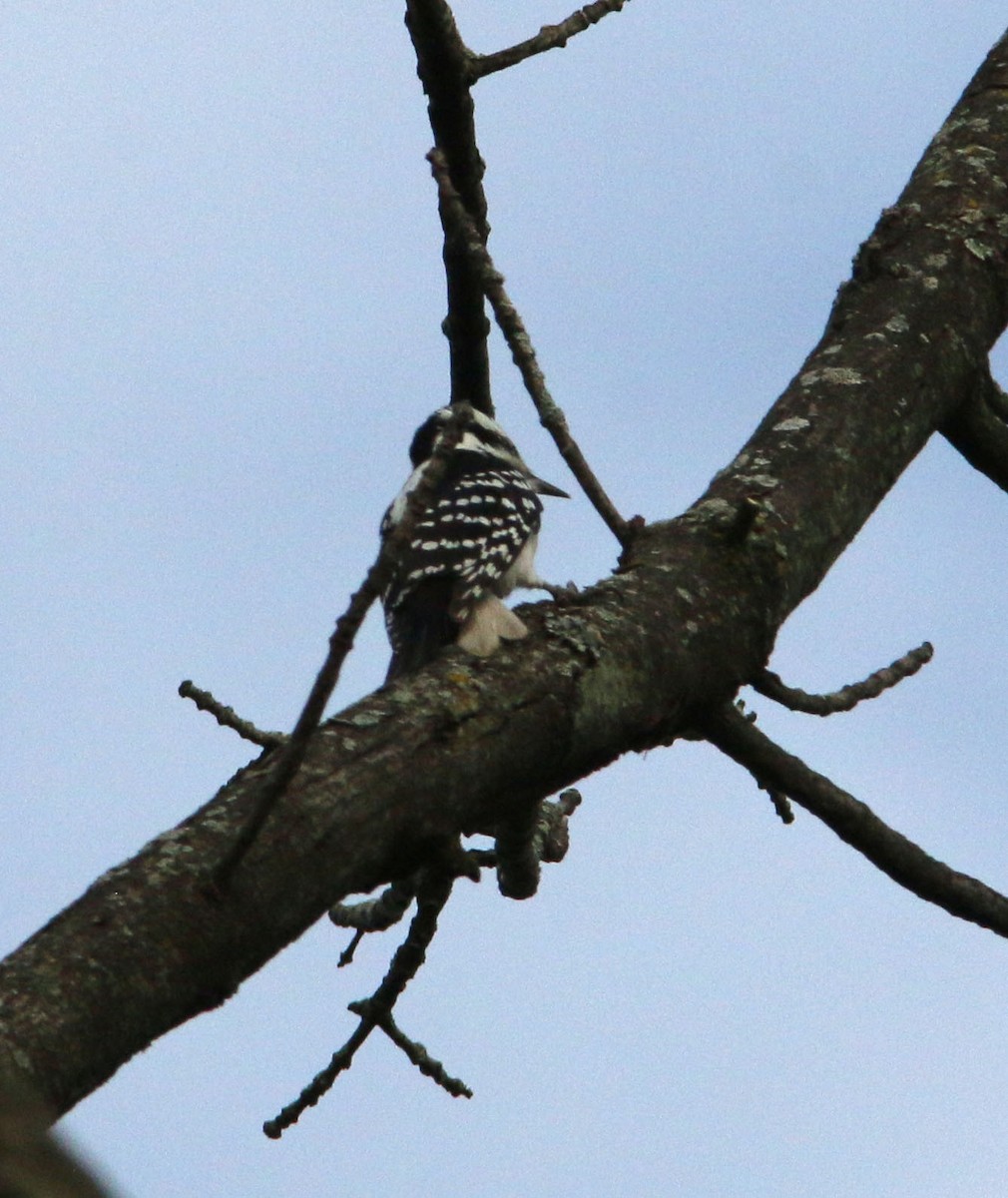 Hairy Woodpecker - ML381189261