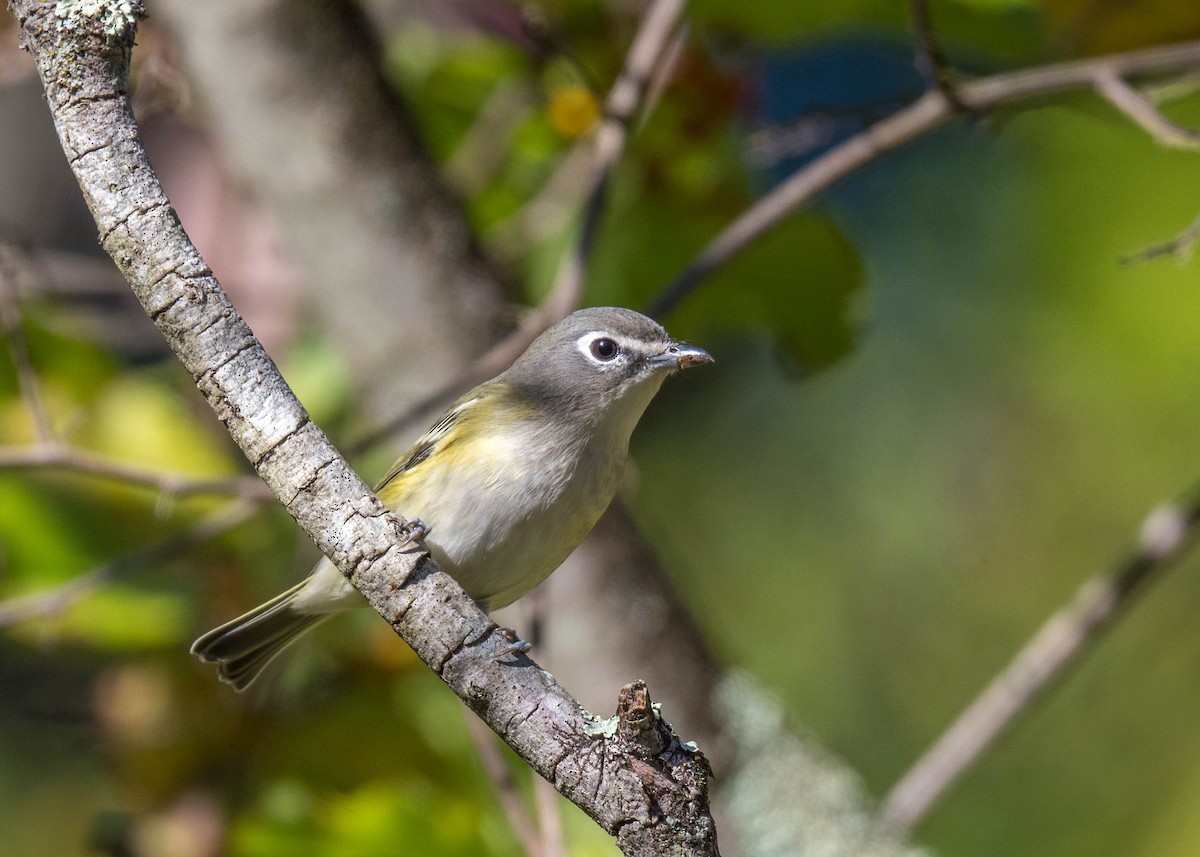 Blue-headed Vireo - ML381191011