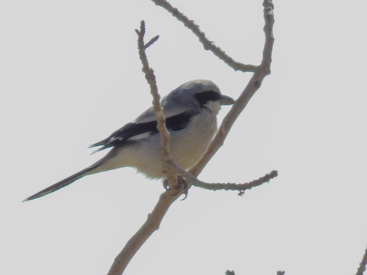 Great Gray Shrike (Steppe) - Dorna Mojab