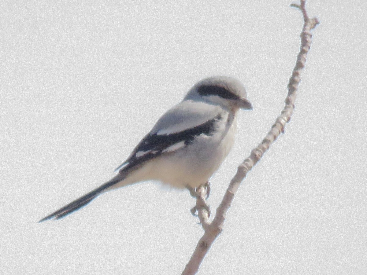 Great Gray Shrike (Steppe) - ML38119311