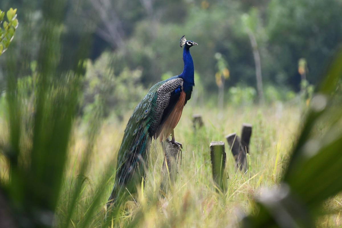 Indian Peafowl - ML381193131