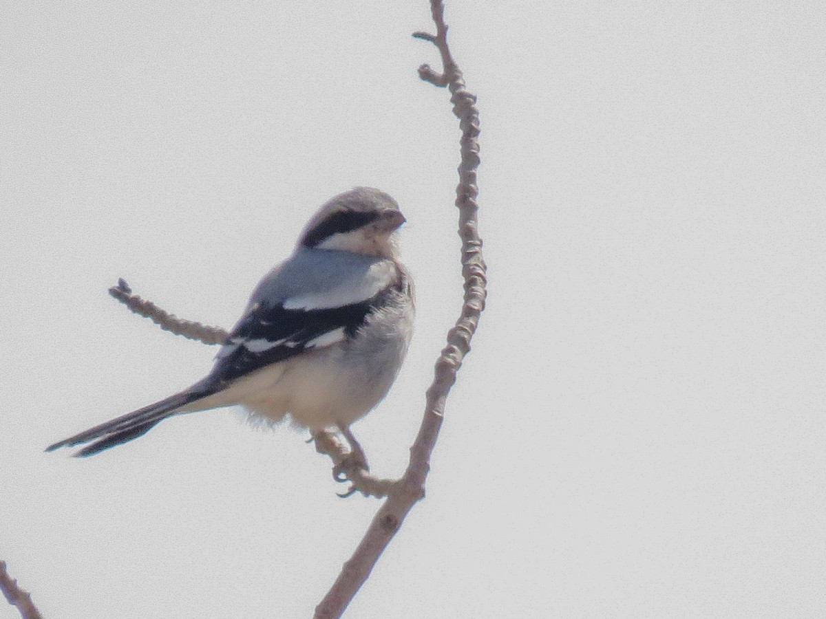 Pie-grièche grise (pallidirostris) - ML38119331