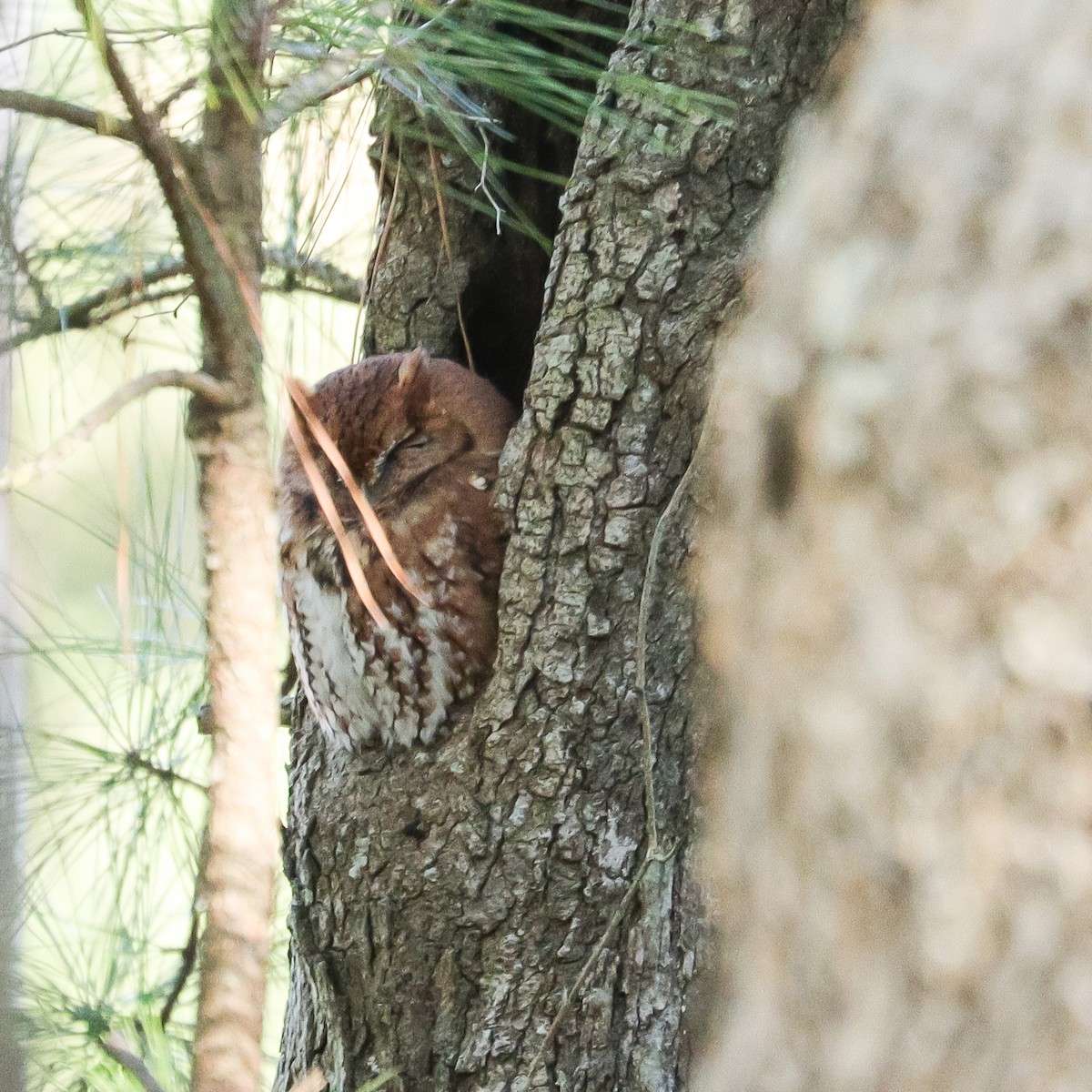 Eastern Screech-Owl - ML381194361