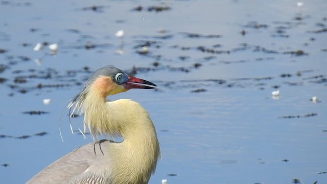 Whistling Heron - ML381194511