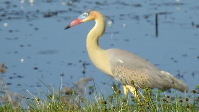 Garza Chiflona - ML381194531