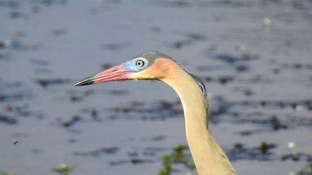 Whistling Heron - ML381194691