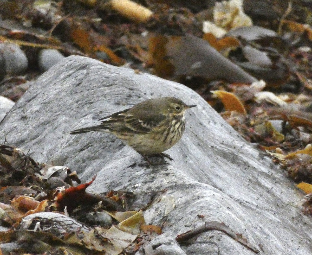 American Pipit (rubescens Group) - ML381195151