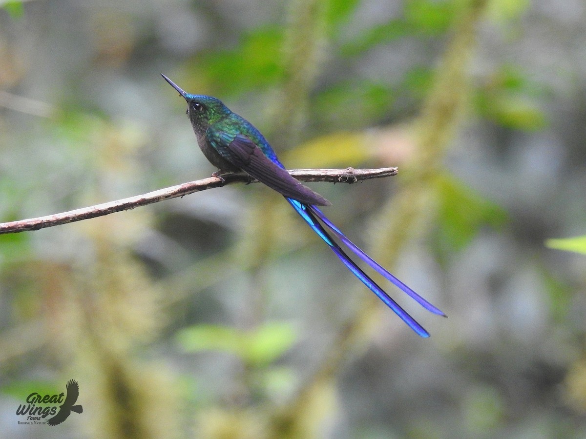 Violet-tailed Sylph - ML381195951