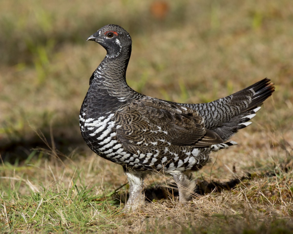 Spruce Grouse - pierre martin