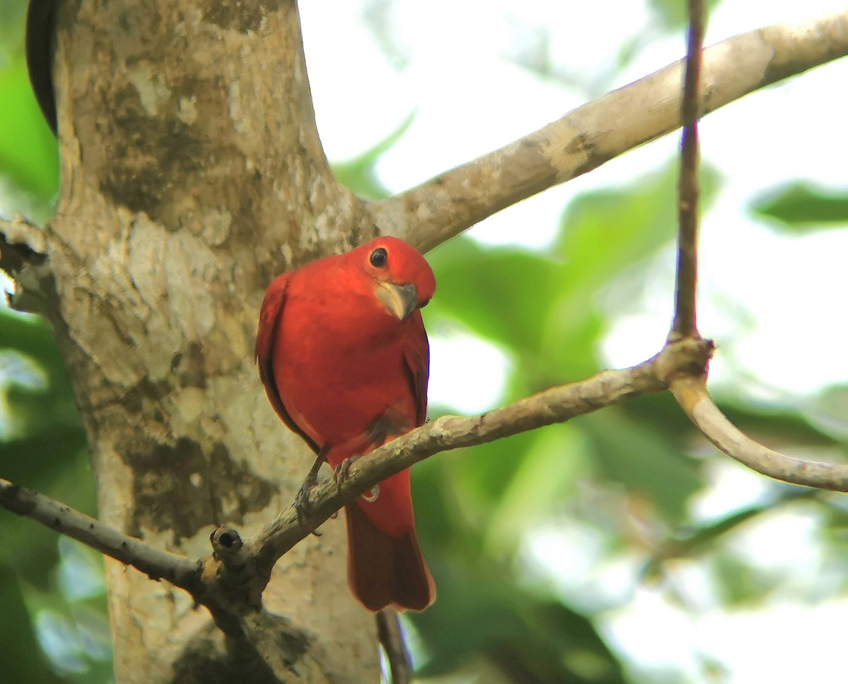 Summer Tanager - Guatemala Quest