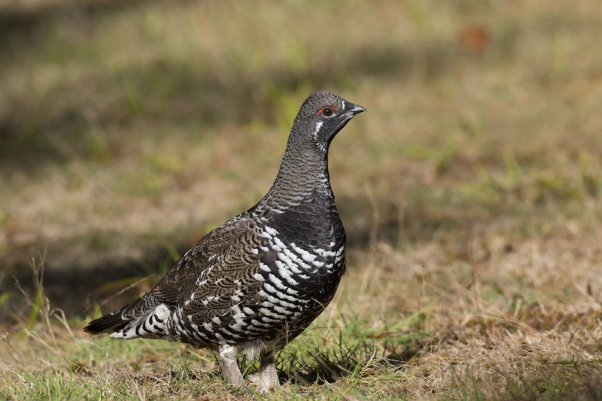 Spruce Grouse - pierre martin